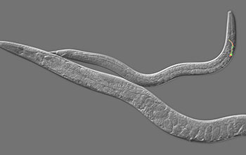 adult timing perfect juvenile switch making elegans nsf