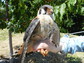 A male kestrel perched on a human hand.