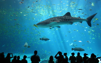 people looking at a shark at an aquarium.