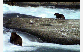 Grizzly bears fishing at the falls in McNeil River Game Sanctuary, Alaska.