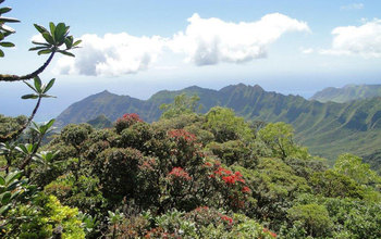 Metrosideros (red-flowering tree in center and others) near the highest peak on O'ahu