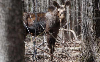 a moose behind trees