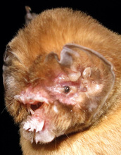 The Antillean ghost-faced bat hunts moths and other insect prey along forest edges.
