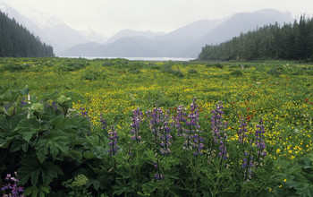 field with flowers and mountains in the background