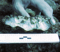 A hand holding mussels living inside the coral skeleton and a measuring tape
