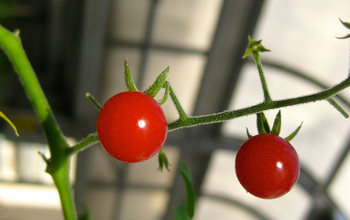 a wild tomato species with red fruits.