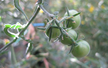 green-striped, wild tomato Solanum peruvianum.