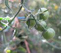 green-striped, wild tomato Solanum peruvianum.