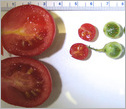 Wild tomatoes and domesticated tomatoes shown in different sizes
