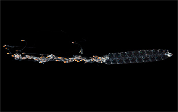 siphonophore specimen