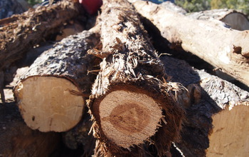 Truckload of fuel wood harvested from the pinyon-juniper woodlands of Utah by local tribal members.