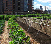 Residents of Chicago tend urban farms planted between city buildings.