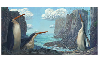 Kawhia giant penguins