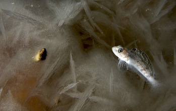 An antarctic fish