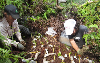 Project Technician and field assistant Timo Sullivan outplanting hybrid and pure-taxon seedlings
