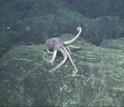 A deep-sea octopus explores brand-new lava that flowed in Axial Seamount's 2015 eruption.