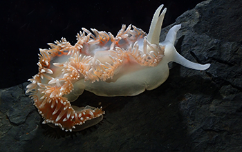 A nudibranch species (<em>Notaeolidia</em>), or sea slug, found in the icy waters around Antarctica