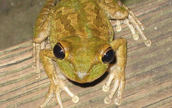 closeup image of a frog