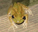 closeup image of a frog