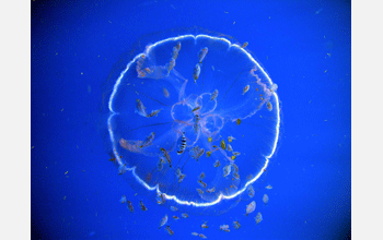 Jellyfish, genus <em>Aurelia</em>