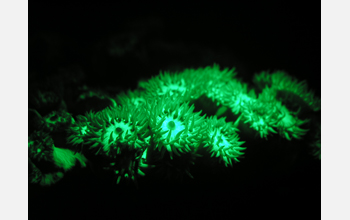 A fluorescent coral under fluorescent lighting conditions