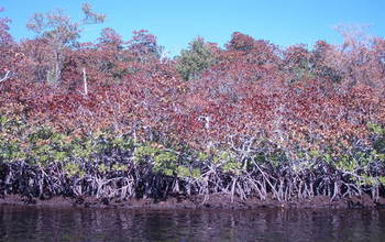 A cold snap in the Florida sub-tropics affected mangrove and other ecosystems.