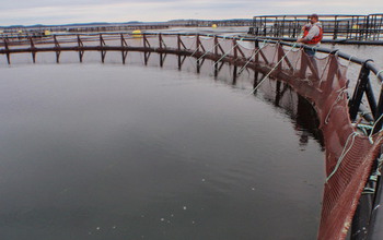 Man near salmon pens used to raise mussels