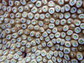 Close-up photo of a reef in the U.S. Virgin Islands. The coral's open polyps mean that it's feeding.