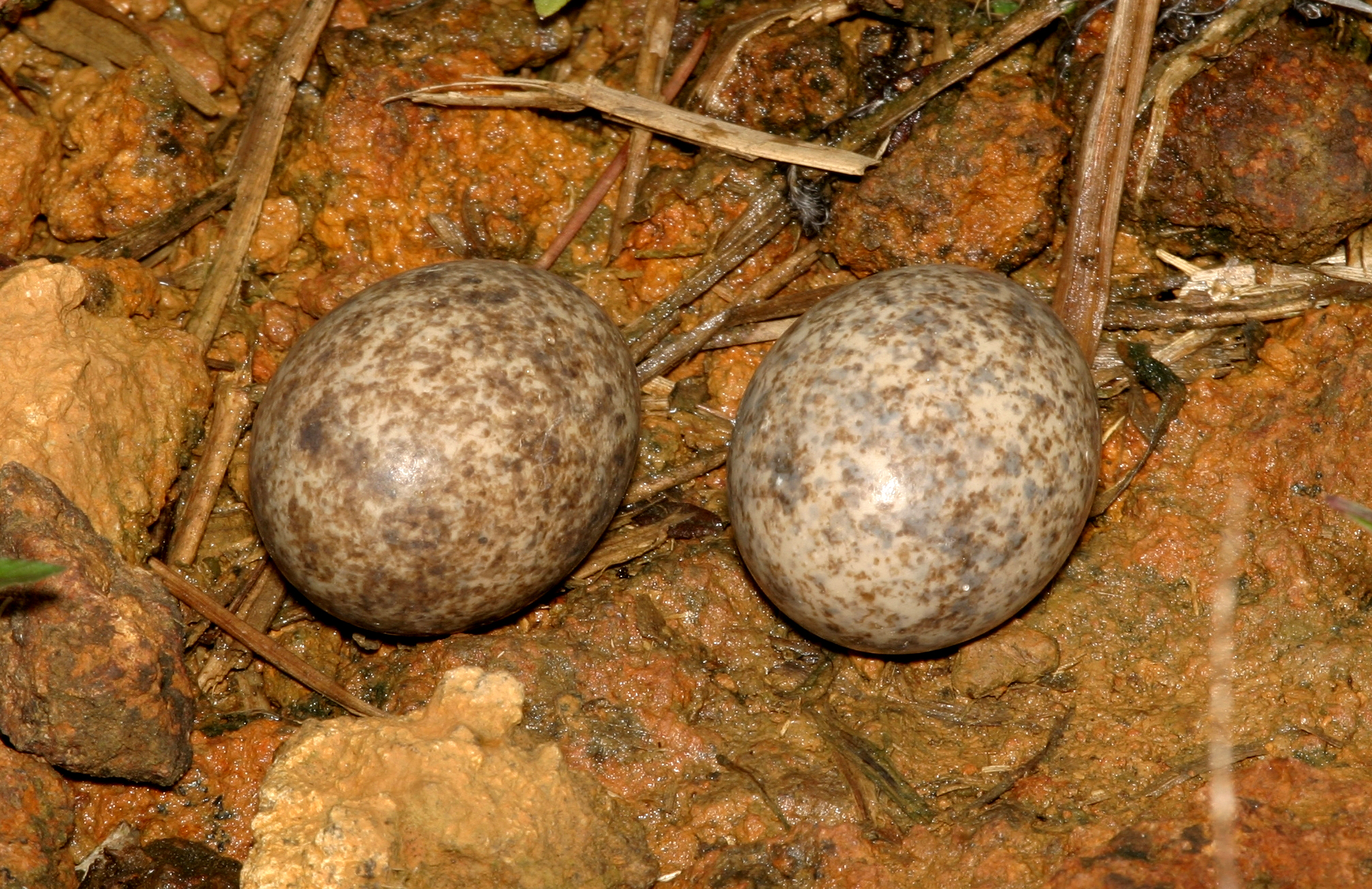 night hawk eggs