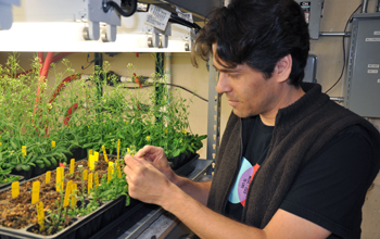 Sean Cutler, assistant professor of plant cell biology in the Department of Botany and Plant Science