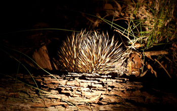 An echidna on South Stradbroke Island in Australia