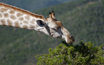 A giraffe at the Kriega Nature Reserve in South Africa