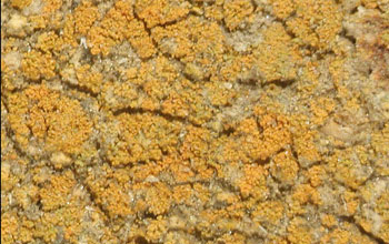 Newly discovered lichen species <em>Caloplaca obamae</em>