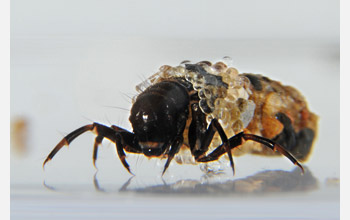 A caddisfly larva