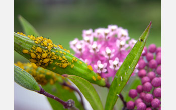 Aphids (<em>Aphis nerii</em>) feeding on a milkweed plant