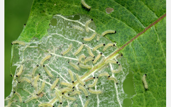 A clutch of caterpillars (<em>Euchaetes egle</em>) feeding on a milkweed plant