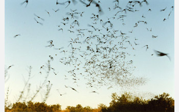 Mexican free-tailed bats exiting a limestone cavern