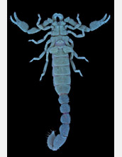 Scorpion species <em>Typhochactas mitchelli</em>