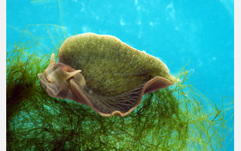 Sea slug feeds on algae