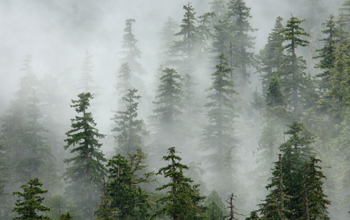 Mist floats through the treetops of the HJ Andrews Experimental Forest, an NSF LTER site