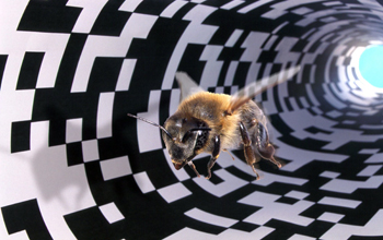 Patterns on tunnel wall trick honeybee into thinking she's travelled longer or shorter distance