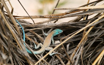 Little striped whiptail lizards