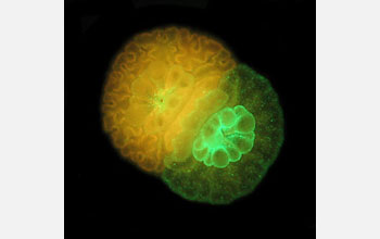 Young sibling polyps of staghorn coral (<em>Acropora millepora</em>)