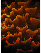 A red fluorescent variety of staghorn coral (<em>Acropora millepora</em>)