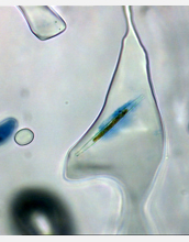 Inside an ice pore, gel-like mucus (stained blue) clings to an individual diatom of sea-ice algae