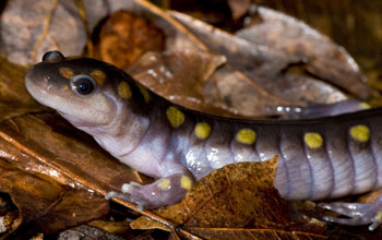 An adult spotted salamander making its way to a vernal pool to breed