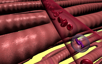 Red blood cells flowing through  blood vessel in heart