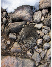 Rooted tundra moss exposed, preserved beneath an icecap on northeastern Baffin Island