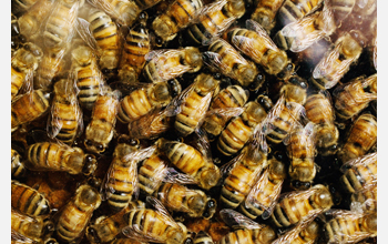 Honeybees in their hive