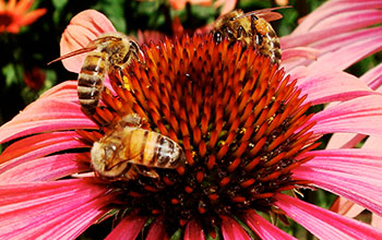 Honeybees on a flower